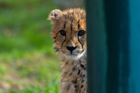cheetah cub thumbnail