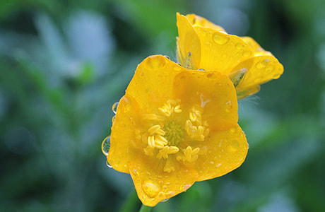 Sharp Buttercup, Ranunculus Acris thumbnail