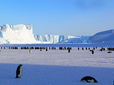 group of penguins surrounded with glacier thumbnail