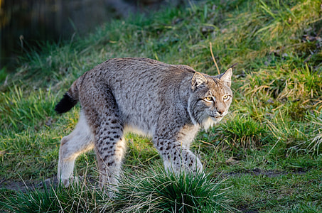 feline animal on grass thumbnail