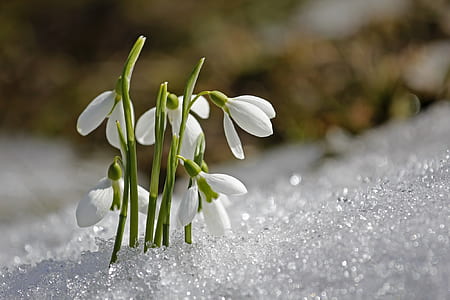 selective focus photography of white petaled flower thumbnail