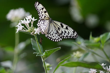 paper kite butterfly perching on white flower thumbnail