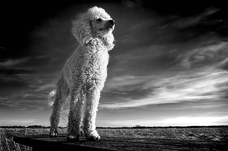 grayscale photo of Poodle thumbnail