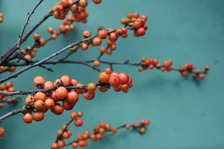 red coffee beans in close-up photography thumbnail