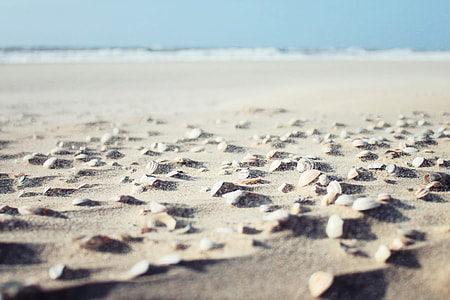 Sea shells sitting on the sandy beach thumbnail