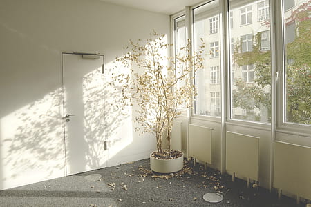 plant inside room during daytime thumbnail