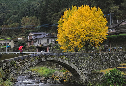 yellow leafed tree near the bridge thumbnail