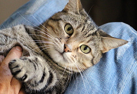 black tabby cat thumbnail