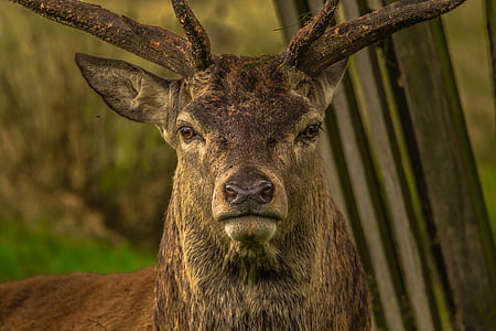 shallow focus photography of brown deer thumbnail