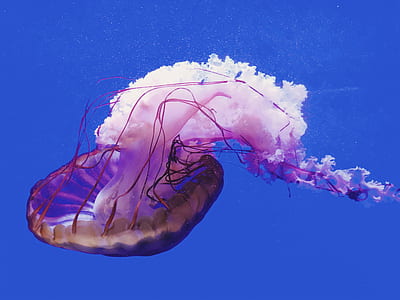 close up photography of pink jellyfish thumbnail