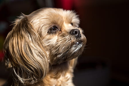 adult brown shih tzu thumbnail