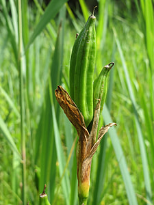 Iris Pseudacorus, Yellow Flag thumbnail