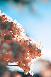 close-up photography of peach petaled flowers thumbnail