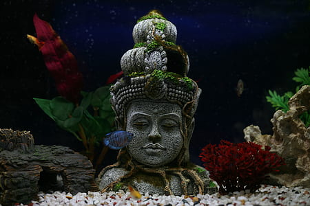blue pet fish in front of Buddha aquarium ornament thumbnail