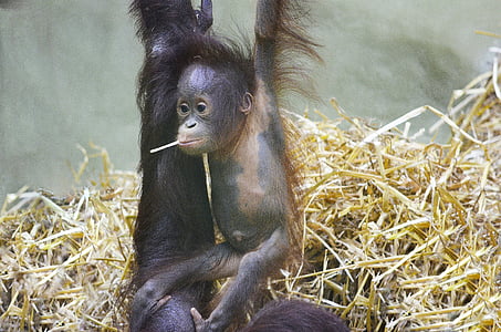 closeup photo of black monkey thumbnail