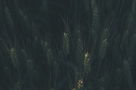 Green Plants at Daytime thumbnail