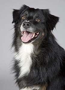 black and white Australian shepherd sticking its tongue out thumbnail