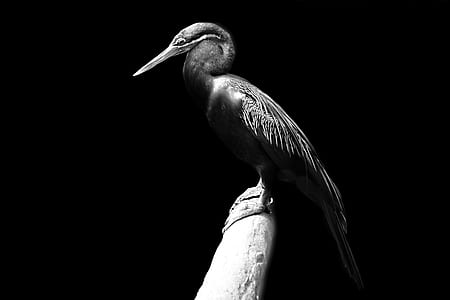 grayscale photo of bird perched on branch thumbnail