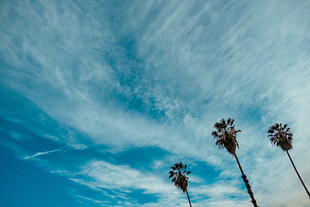 low-angle photography of three palm trees under clear blue sky during daytime thumbnail