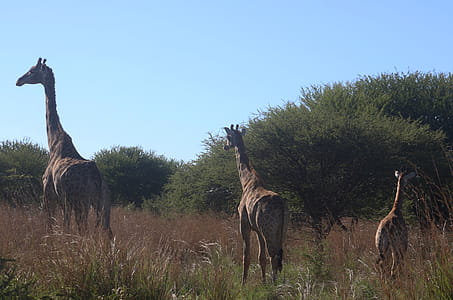 Photo of Giraffes on the Field thumbnail