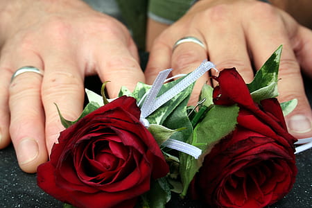 person holding red roses thumbnail