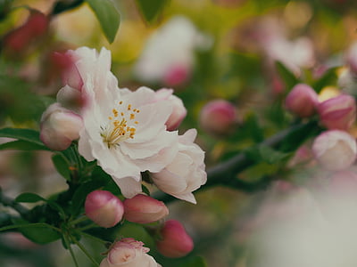 selective focus photography of white petaled flowers thumbnail