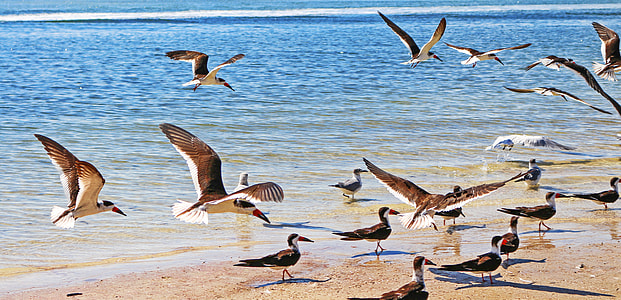 Sea Bird, American Black Skimmer thumbnail