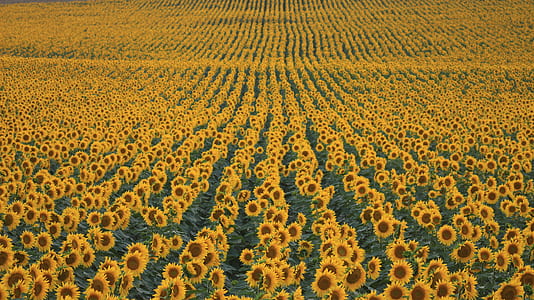 bed of yellow sunflower thumbnail