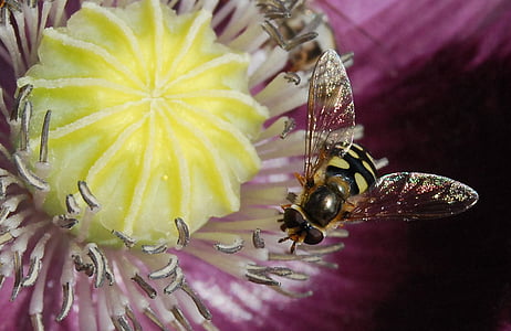 hoverfly perched on white and yellow petaled flower closeup photography thumbnail