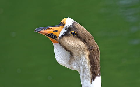 Brown and White Animal Close Up Photo thumbnail