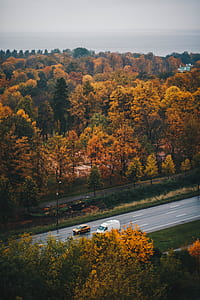 Overview of Brown Leaf Trees and Road thumbnail