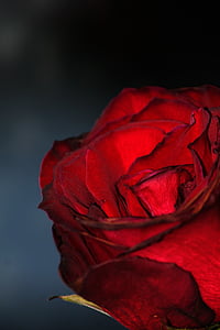 red rose flower in close-up photography thumbnail