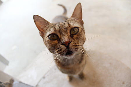 brown tabby cat thumbnail
