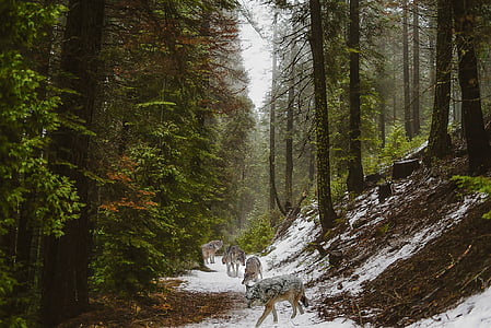 landscape photography of snowy forest and pack of wolves thumbnail