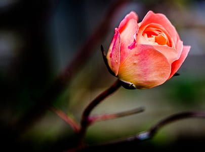 pink rose in macro shot thumbnail