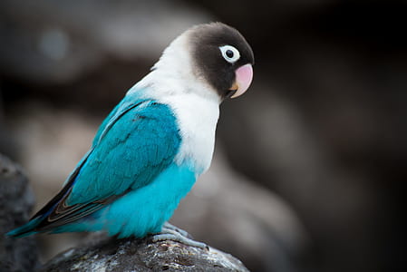 photo of blue, white, and black parakeet thumbnail