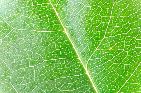 closeup photography of leaf thumbnail