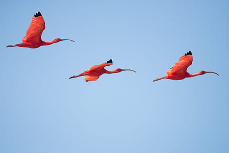 three orange birds flying on sky thumbnail