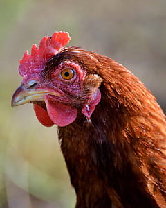 depth photograph of brown rooster thumbnail