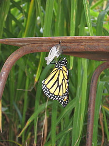 close-up photo of monarch butterfly thumbnail