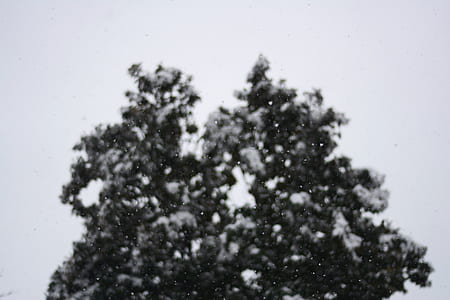 green leafed tree covered with snow closeup photo thumbnail
