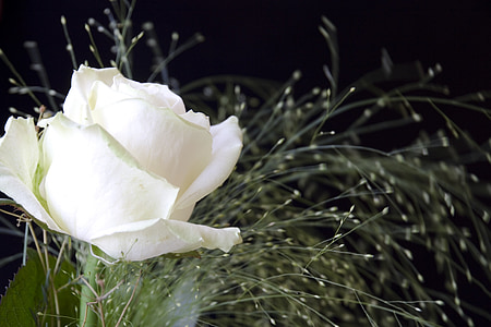 white rose in close-up photography thumbnail