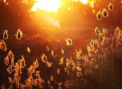 brown plant on field at golden hour thumbnail