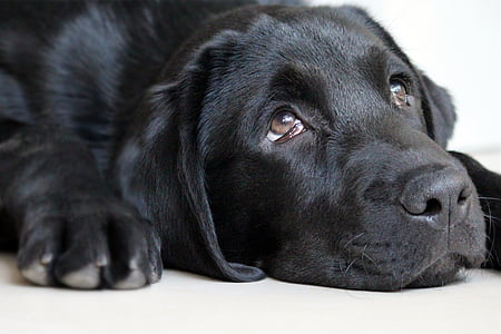 close up photo of adult black Labrador retriever looking up thumbnail