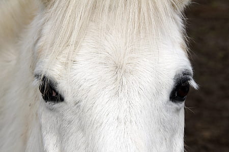 white horse closeup photo thumbnail
