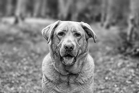 grayscale photo of adult Labrador retriever on grass field thumbnail