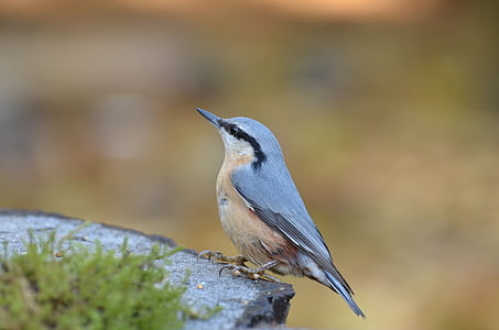 selective focus photography of blue nuthatch thumbnail