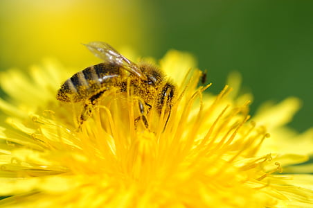 selective focus photography of honeybee perching on yellow flower thumbnail