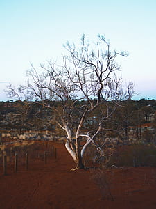 brown bare tree under white sky during daytime thumbnail