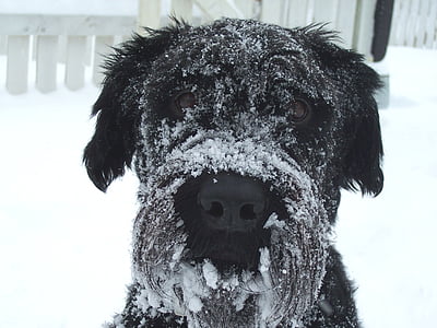 adult black Labrador retriever on snow covered area thumbnail